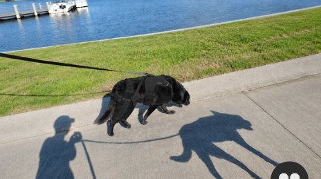 Customer photo: dog wearing the brace