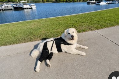 Customer photo: dog wearing the brace